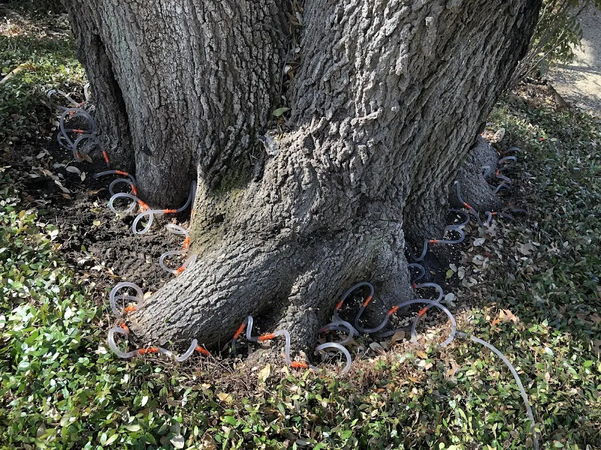 Detailed Tree Cabling and Bracing job site in Grayslake