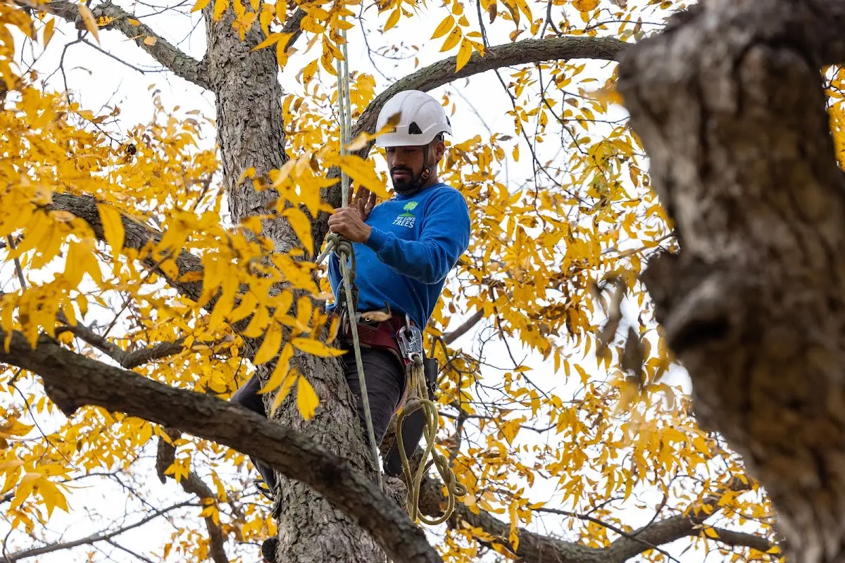 Skilled Tree Pruning crew working in Grayslake